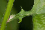 Common nipplewort